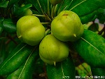 20091014msg106.jpg