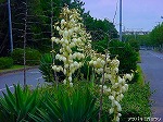 20091014msg114.jpg
