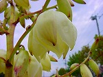 20091014msg115.jpg
