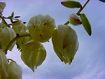 20091014msg117.jpg