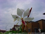 20091014msg118.jpg
