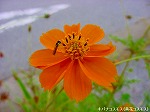 20091014msg119.jpg