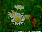 20091014msg123.jpg
