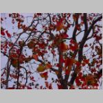 20091109msg025.jpg