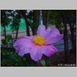 20091109msg052.jpg